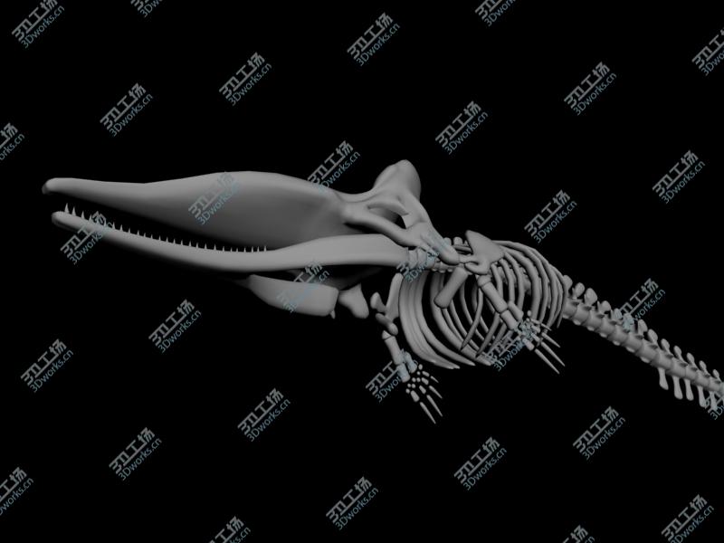 images/goods_img/202105071/Sperm whale skeleton/3.jpg